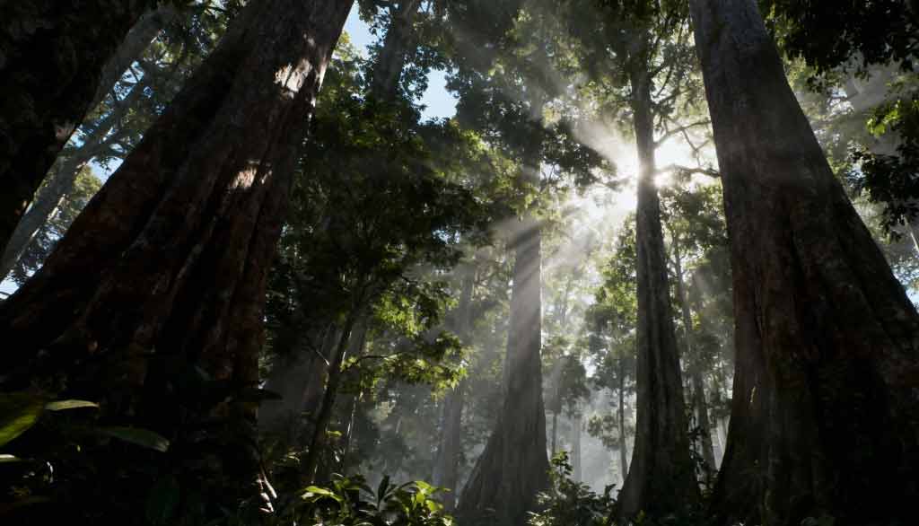 Penjelasan Lengkap Mengenai Hutan Dipterokarpa di Indonesia